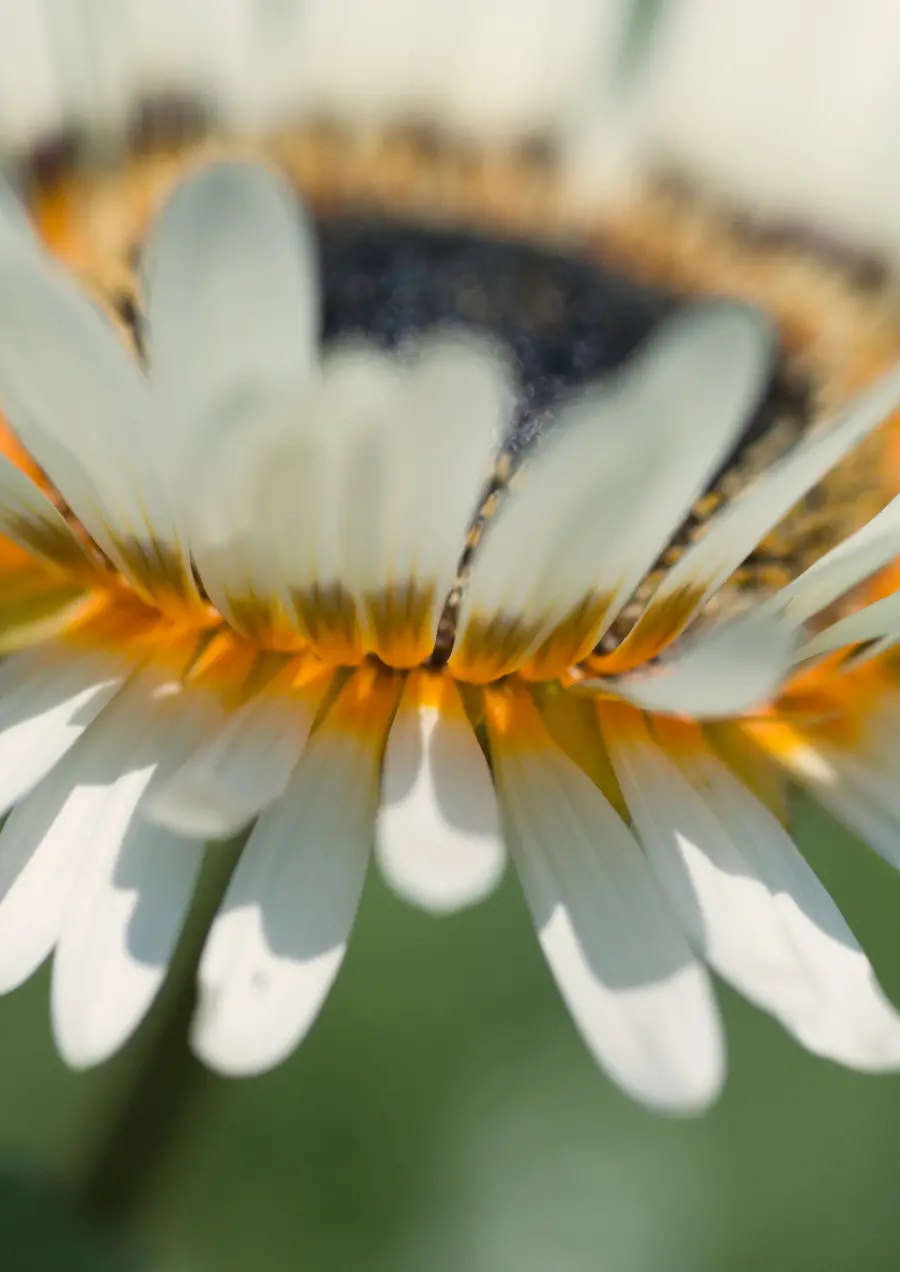 Spring flower photos for profile