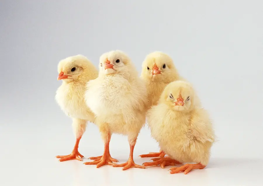 Beautiful Yellow Chicken Studio Photo
