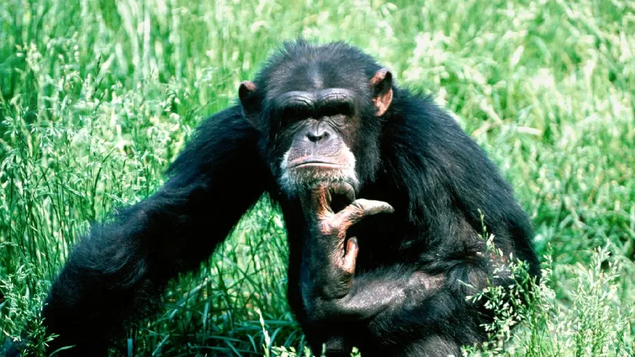Download photo Thoughtful Chimpanzee Profile
