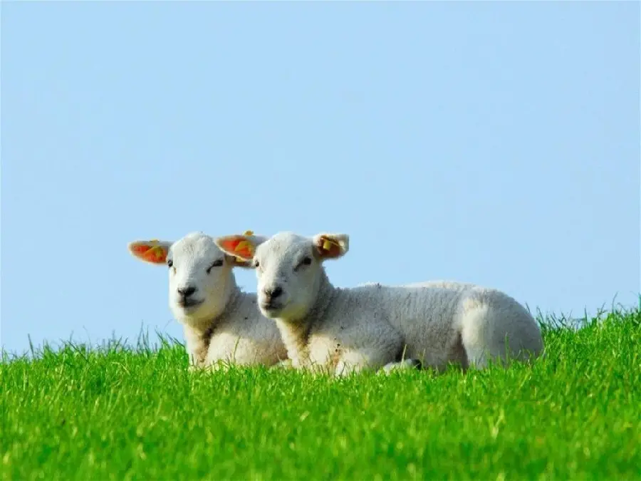 Photo of two sheep sitting in a lush meadow in hd quality