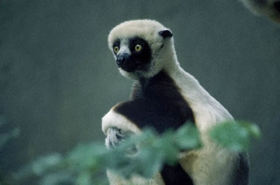 Photo of a special animal and interesting animals