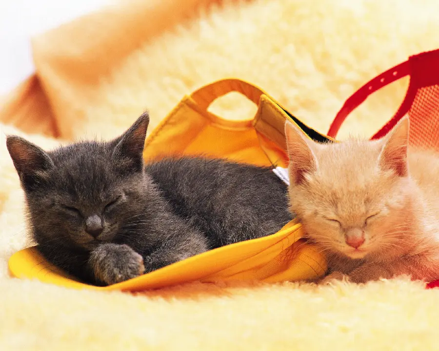 Animal Photos