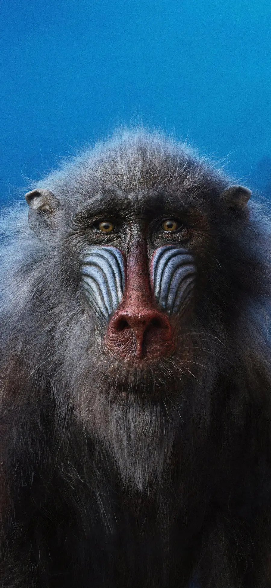 Download iPhone and Samsung mobile phone wallpaper of Mandrill or Baboon