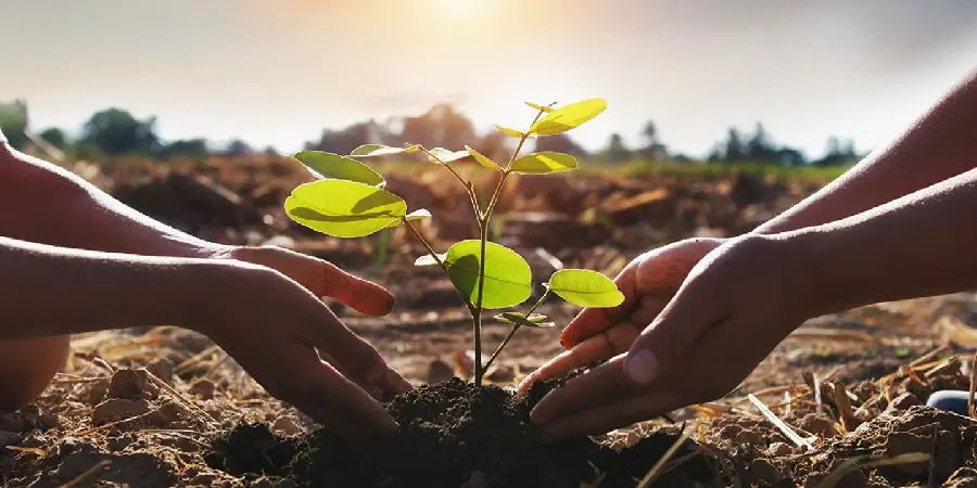 Photo of Students Planting Saplings