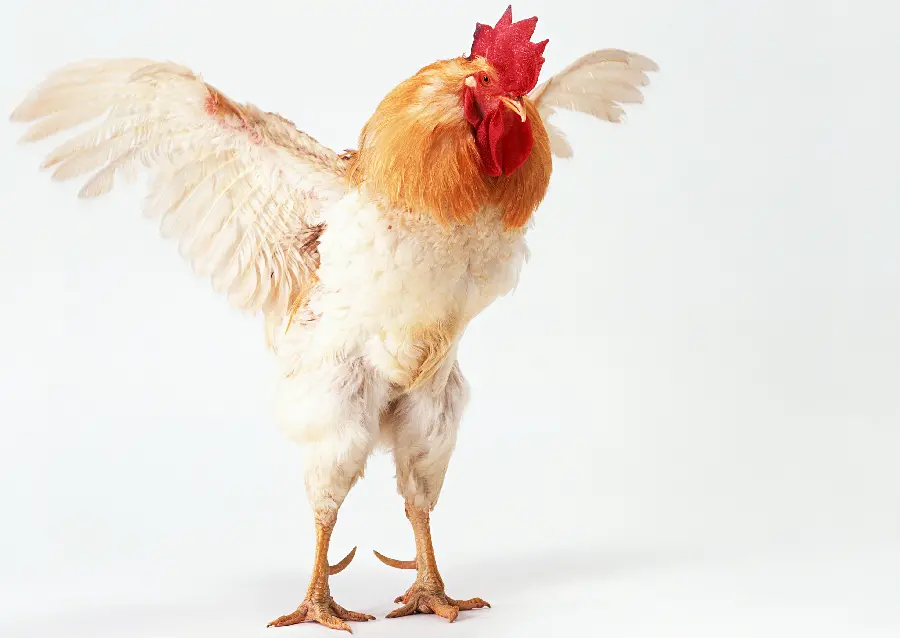 Photo of a rooster for a profile for lovers Rooster