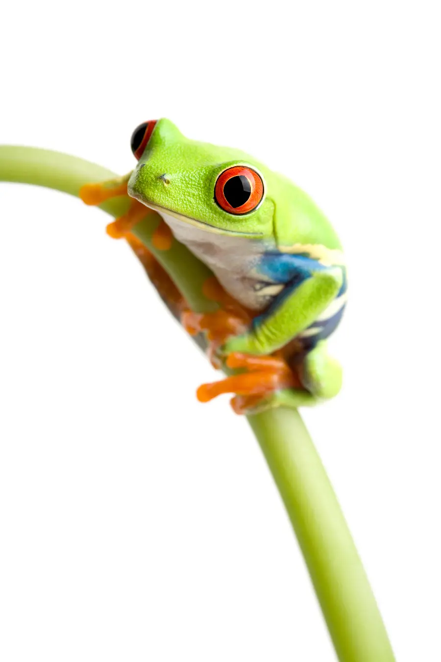 Green Frog in Wildlife Documentary
