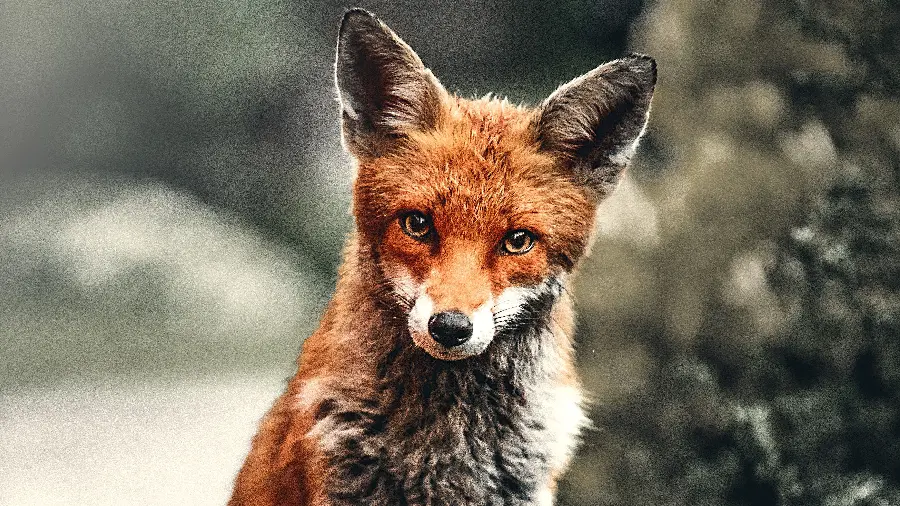 Download a very beautiful red fox background photo in high quality
