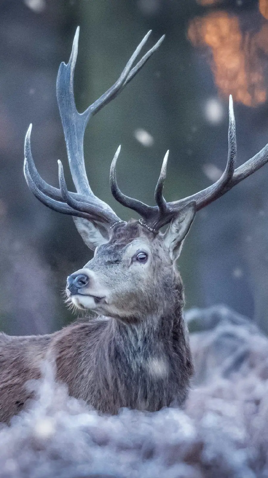 Real Deer Picture for Phone and iPhone with long horns