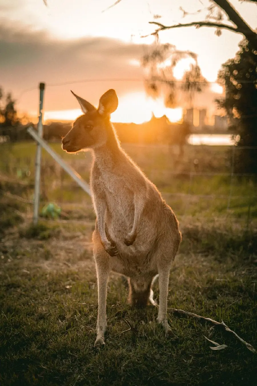 Wild animal photo of kangaroo next to farm in Australia