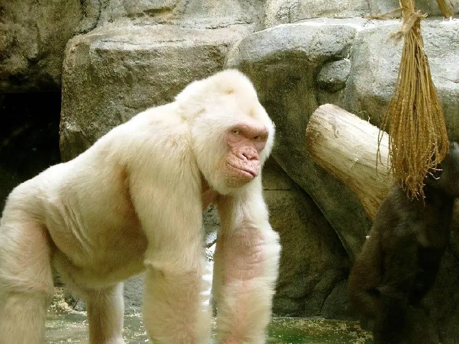 Real white gorilla photo in 4K quality