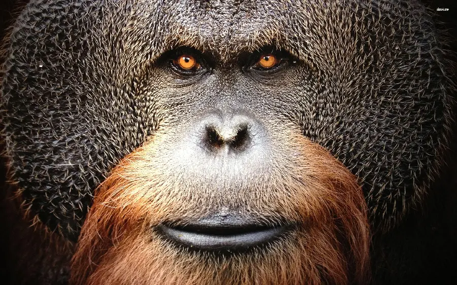 Download Orangutan Face Photo HD