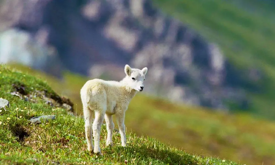 Little White Sheep Baby in Nature High Quality