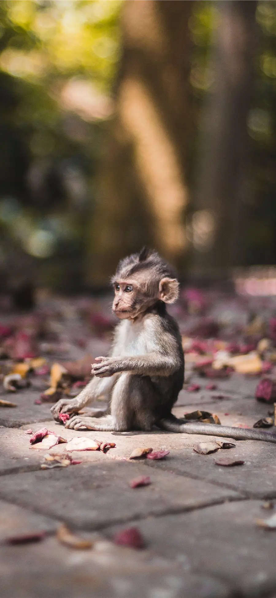 Beautiful and funny monkey pictures