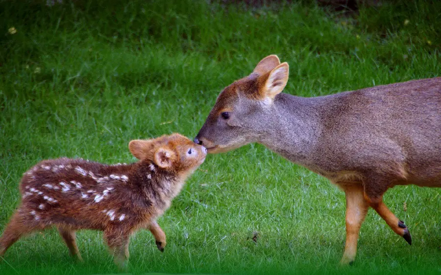 Very Small Baby Deer Just Born Free Image for Download