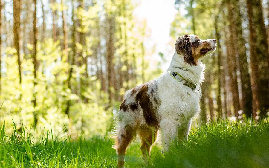 Photo of Australian Dog
