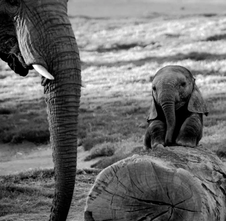 Picture of a sad and sad baby elephant in black and white