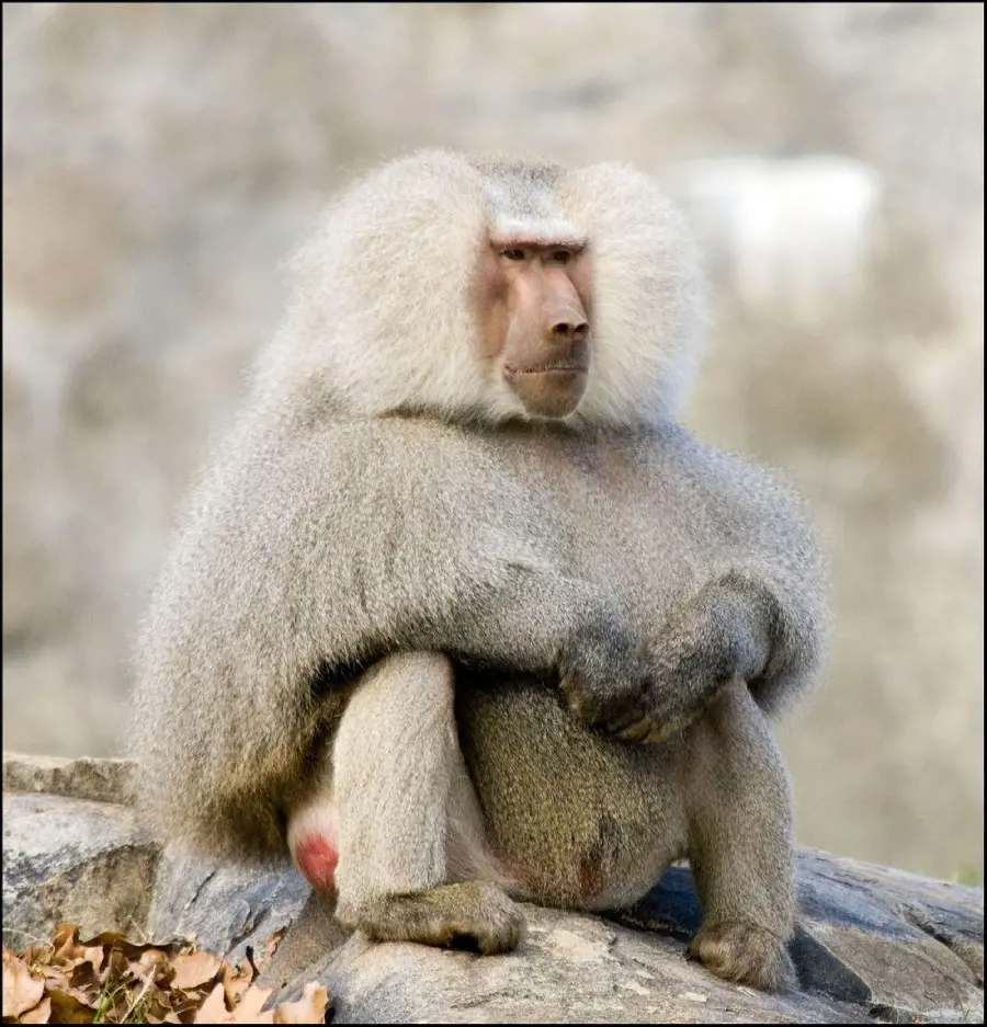 Download a Picture of a Baboon Sitting and Funny