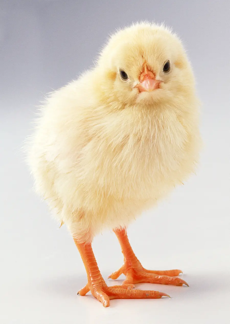 Animal Studio Photo