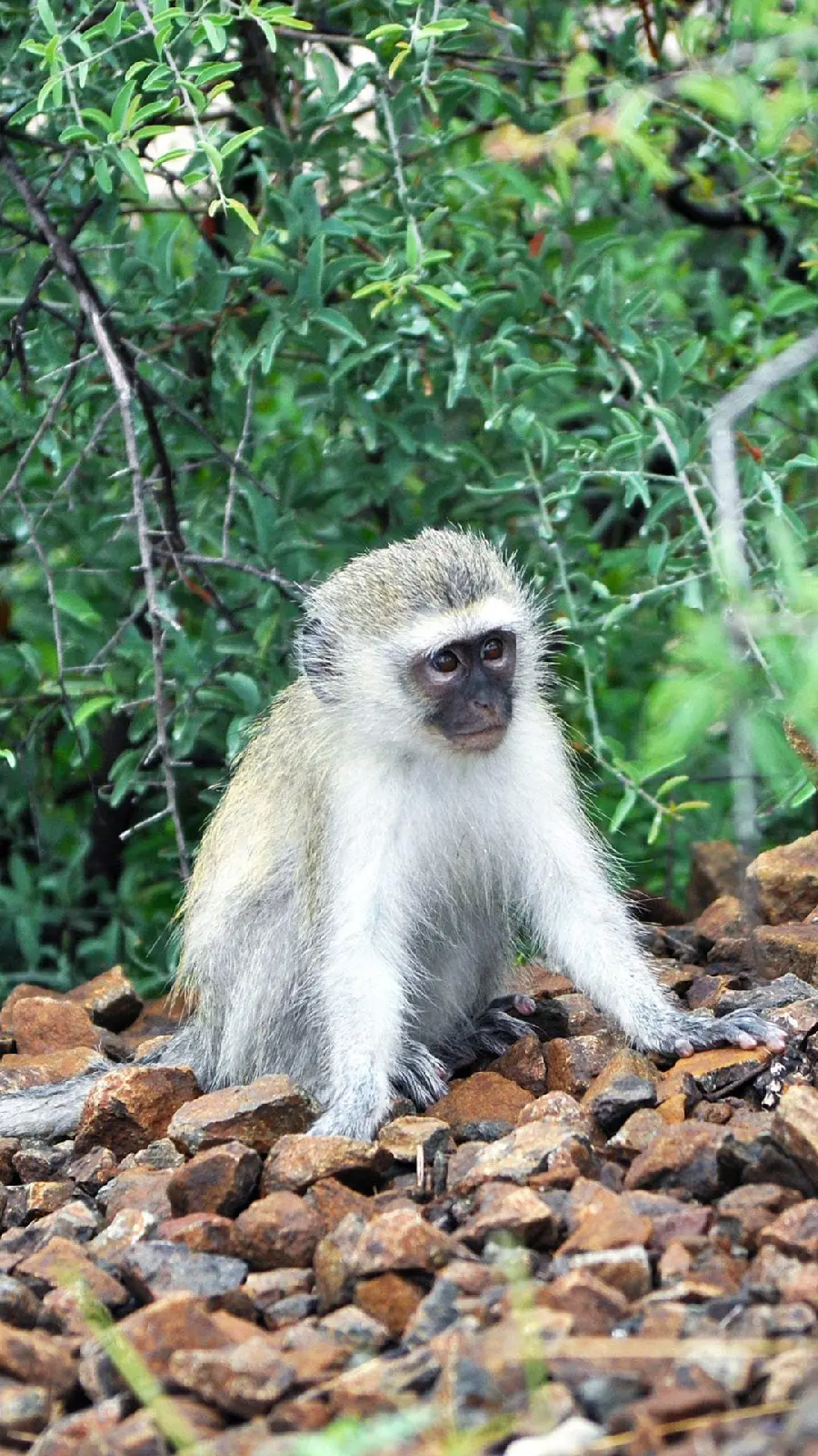High Quality Baby Baboon Image