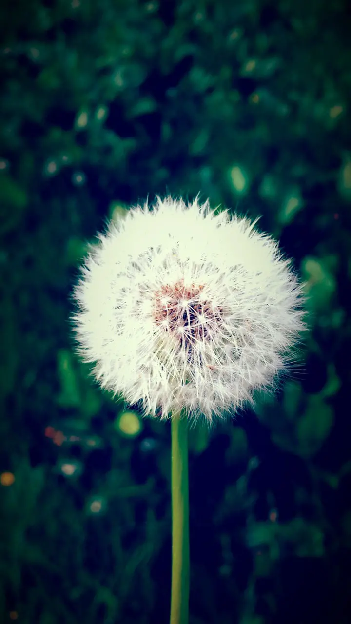 White dandelion photo