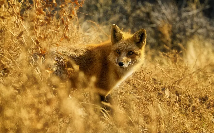 A charming fox stock photo suitable for laptop background