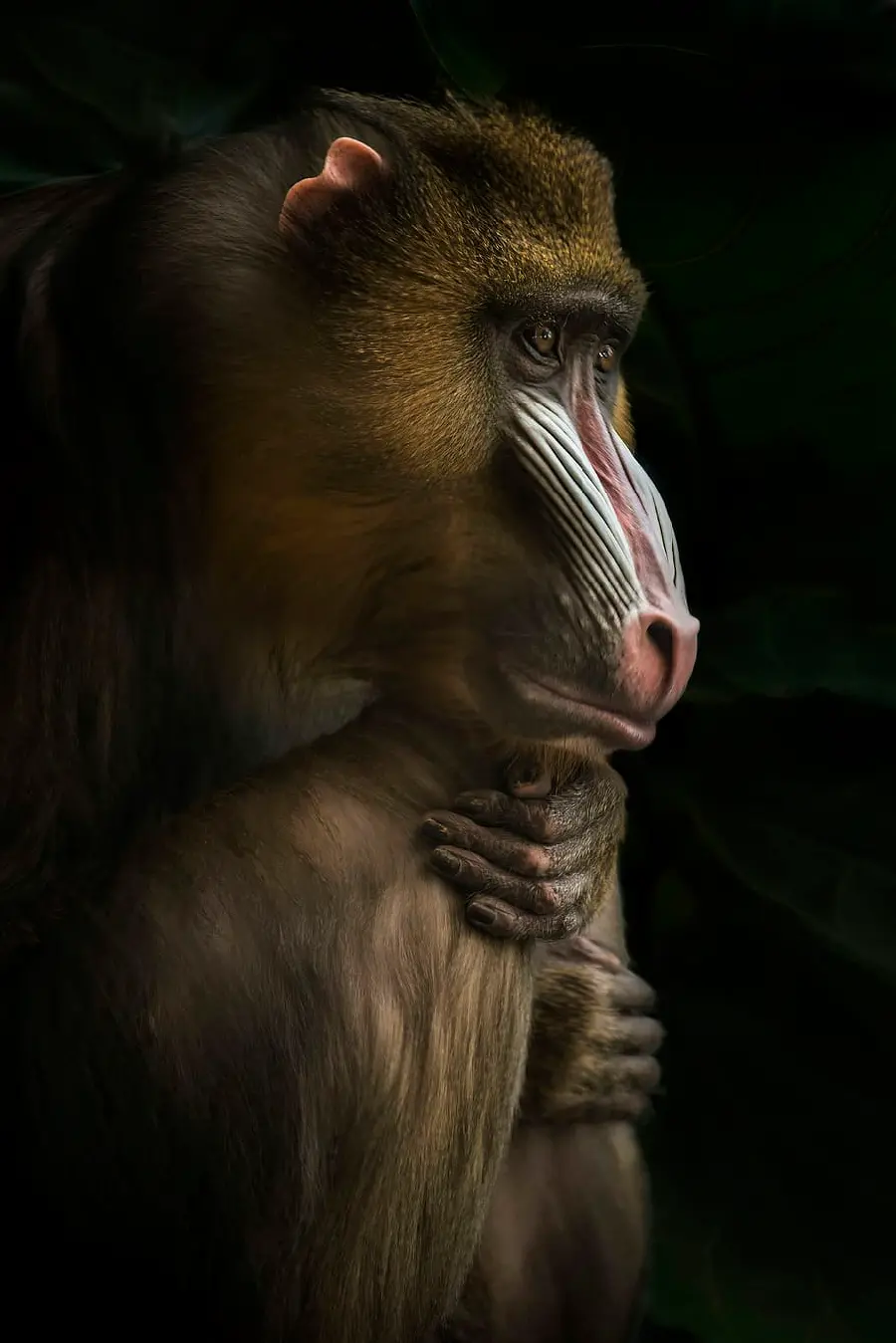 Mandrill or King Baboon Wallpaper