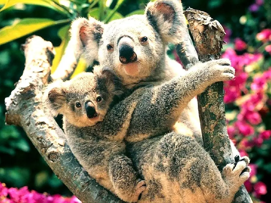 Cute Koalas Picture in Nature Australian Animals