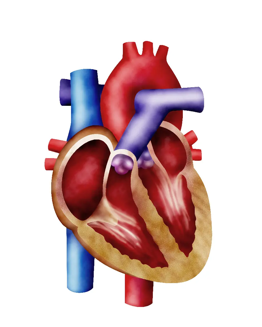 Photo of heart for medical article