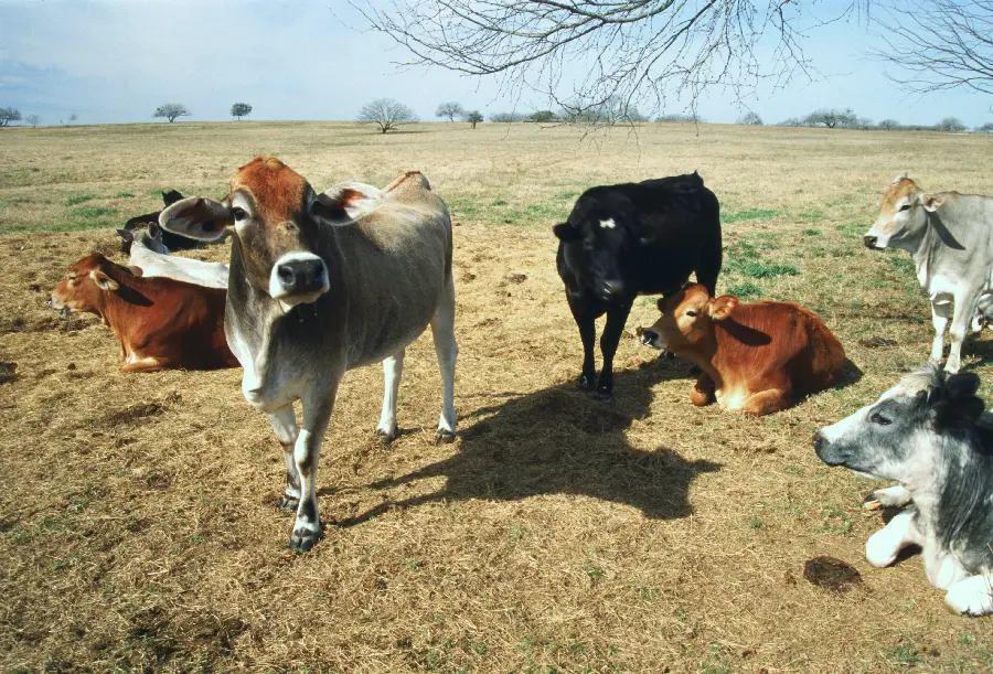 Photo of domestic animals and domestic animals like cows