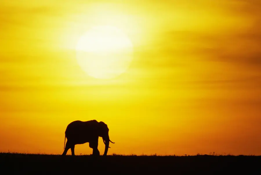 Sunset and Wildlife and Elephant Scenery