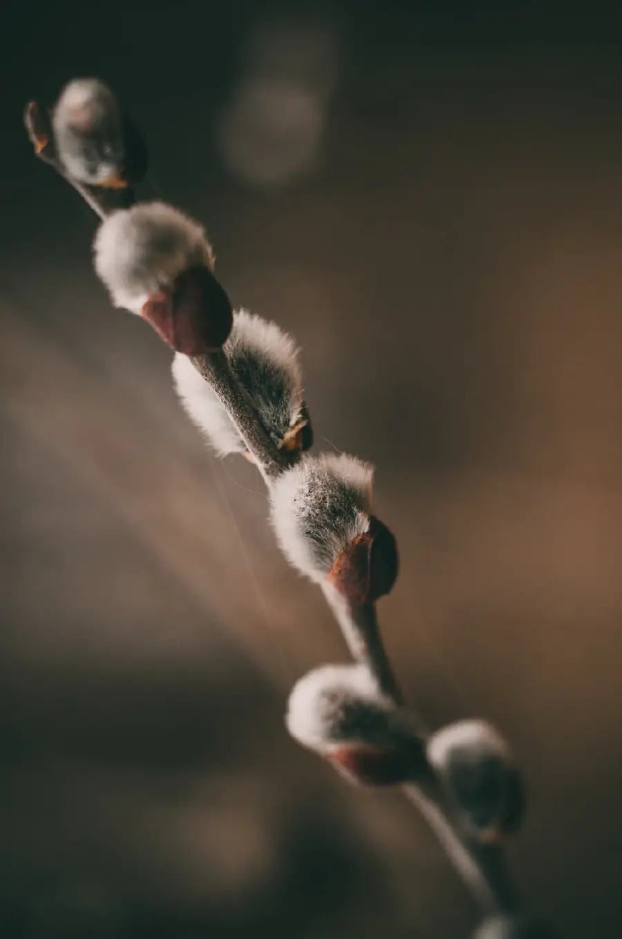 Cotton flower bud photo