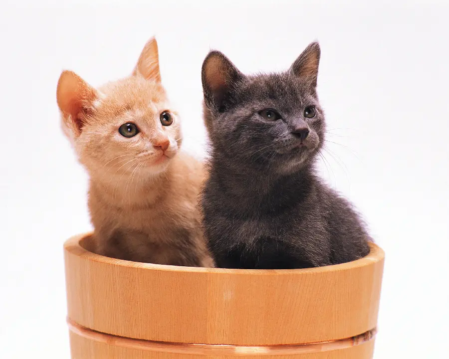 Funny Cat Photos and Cute Fantasy and Domestic Cat Photos