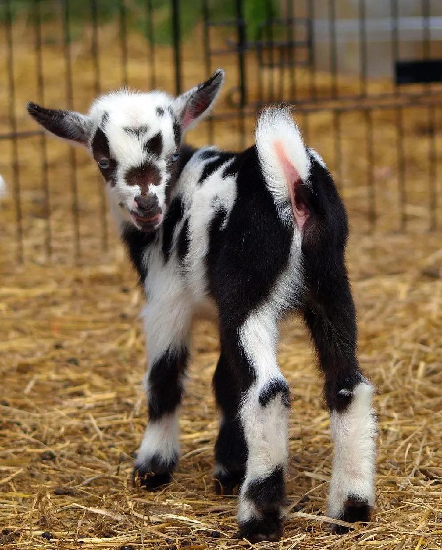 Cute Black and White Baby Goat for iPhone Wallpaper