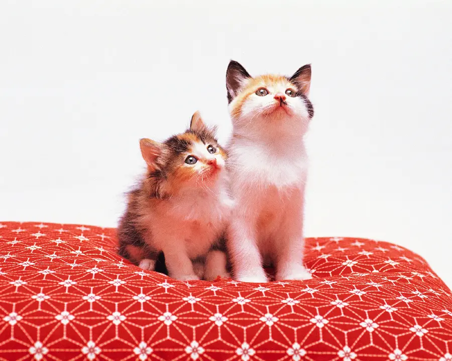 Funny andLovely for profile