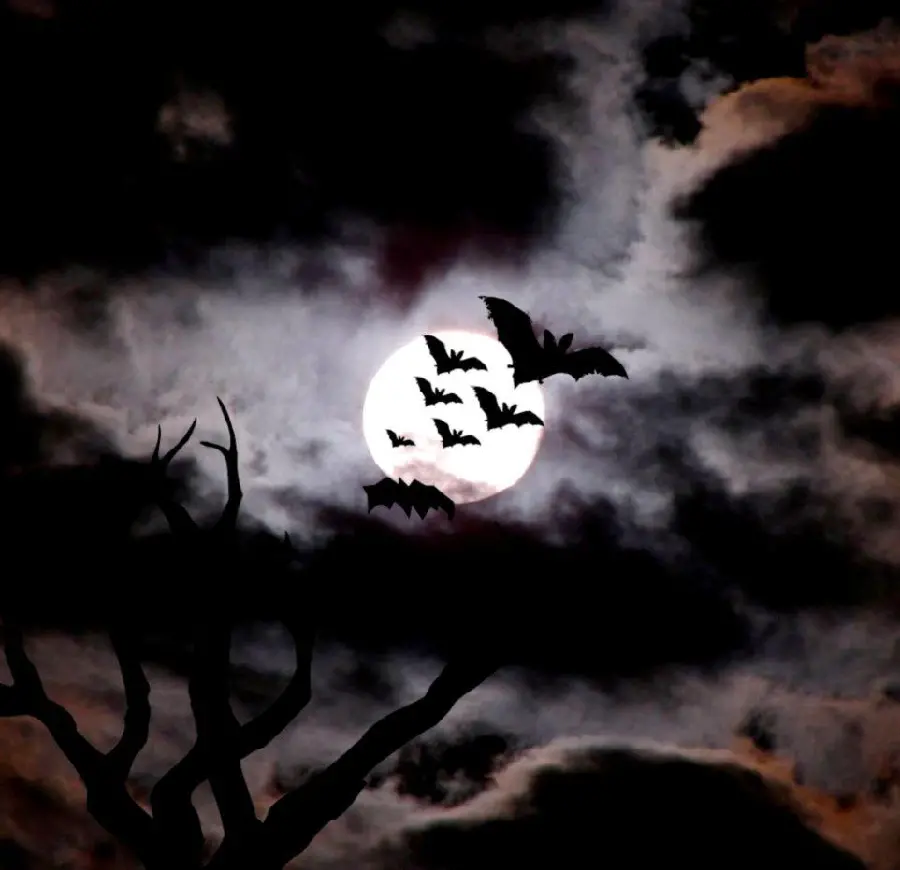 Bat Photo for Profile