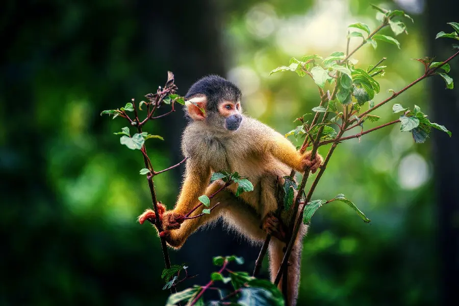 Download high quality free photo of a laughing monkey