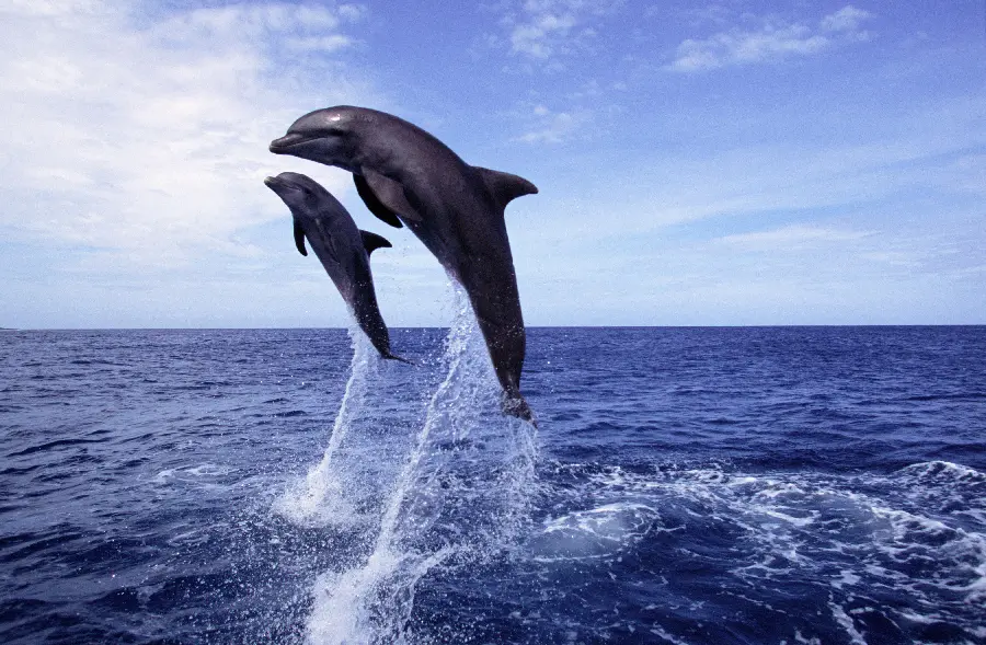 Dolphin in the wild