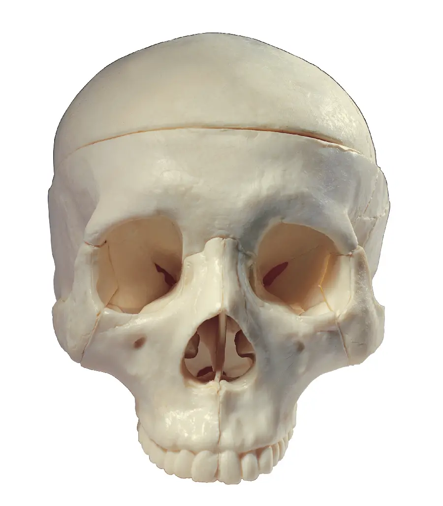 Human Skull Photo Mockup