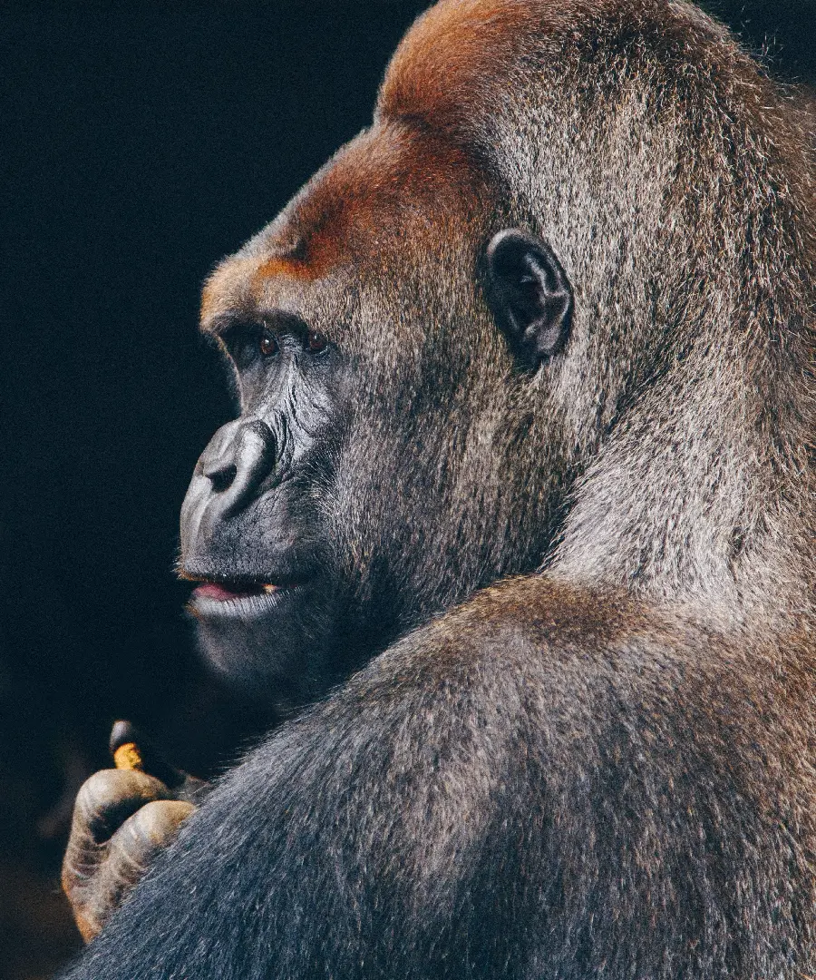 Download Free Silverback Gorilla Profile Picture