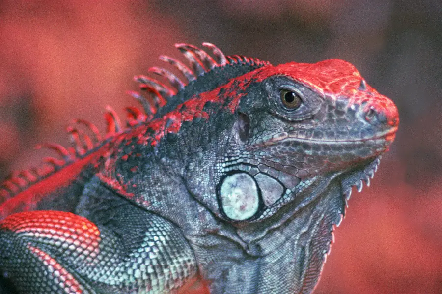 Reptiles and Reptiles Photos
