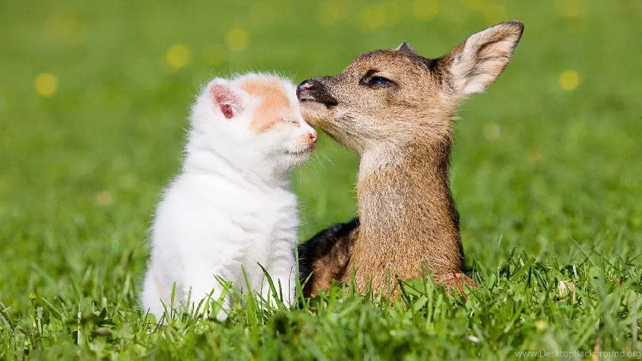 Baby Deer and Kitten Wallpaper for Computer and Laptop