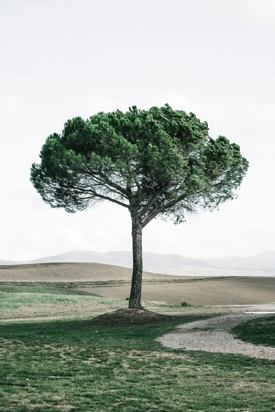 Magnificent tree photo to congratulate International Arbor Day