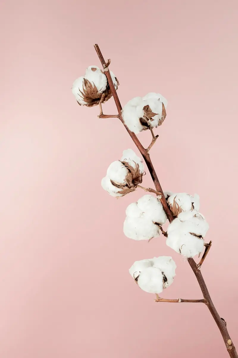 Mobile phone background of cotton flower