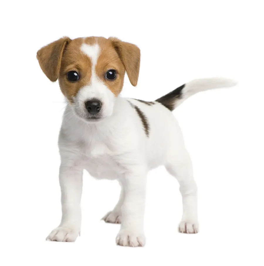 Dog photo on white background