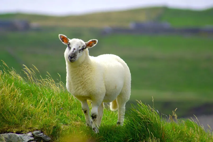 Wallpaper of a beautiful and beautiful white sheep for computers and laptops