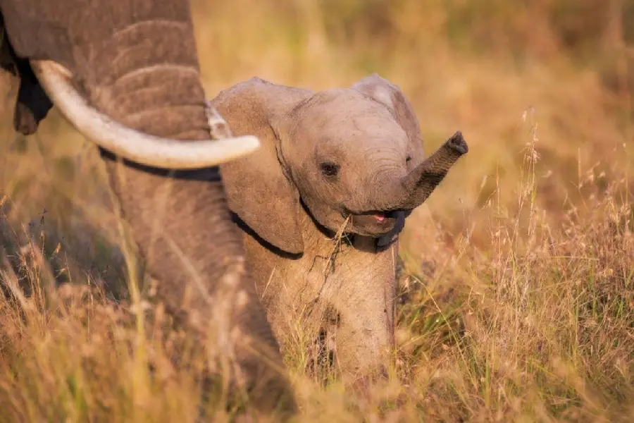 HD photo of a baby elephant
