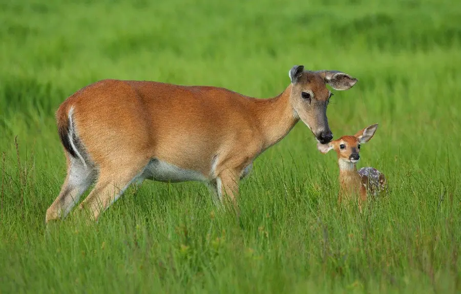 Picture of a gosling with its mother in pristine nature