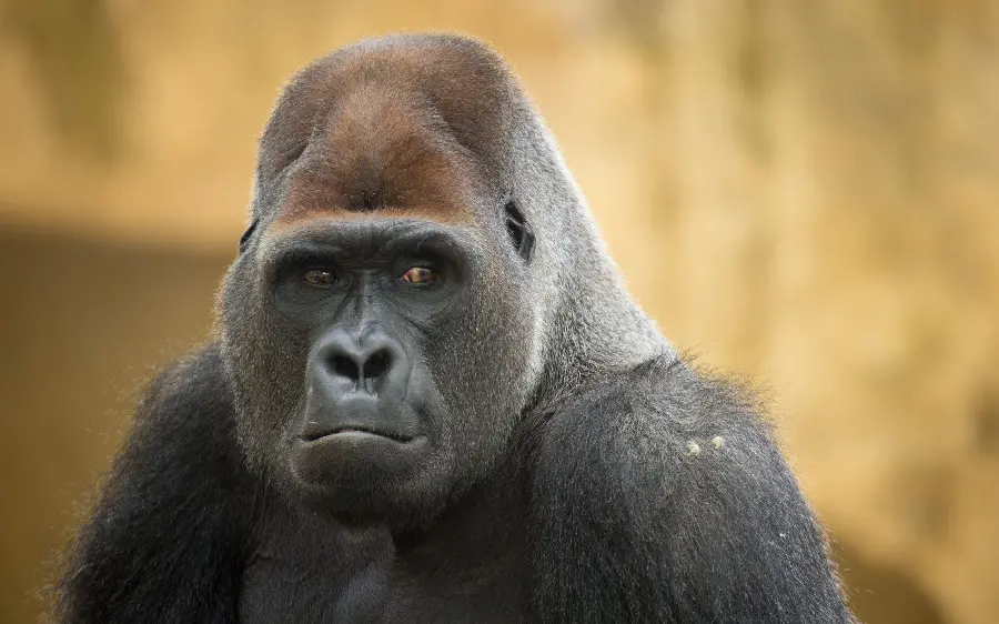 Silverback gorilla photo suitable for profile picture