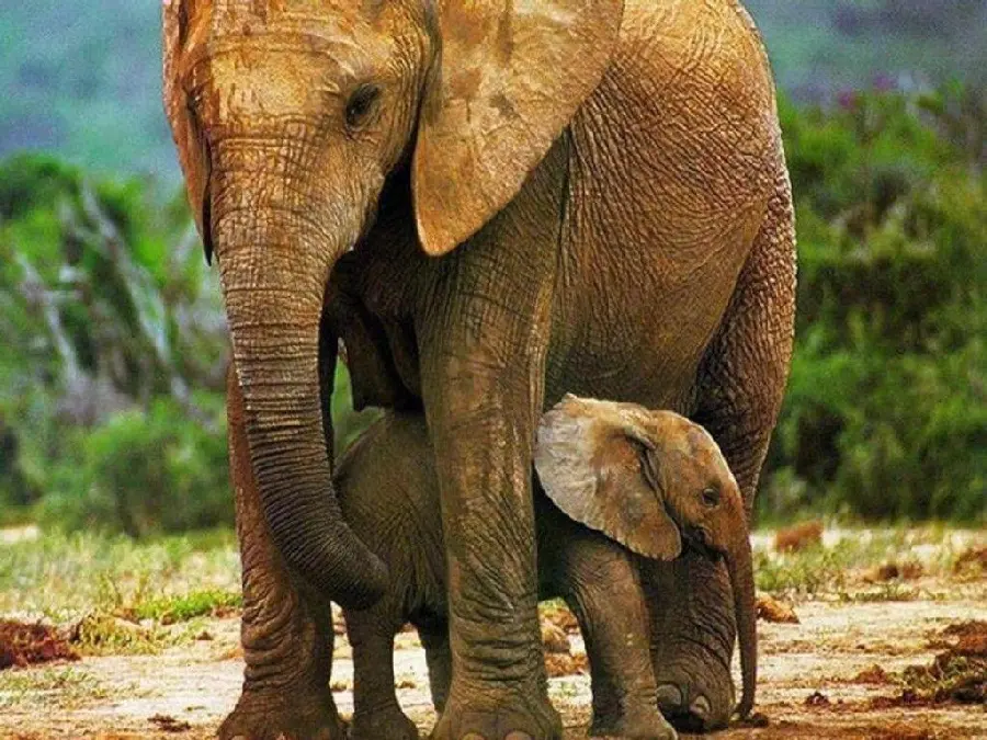 High quality photo of a baby elephant in the arms of its mother