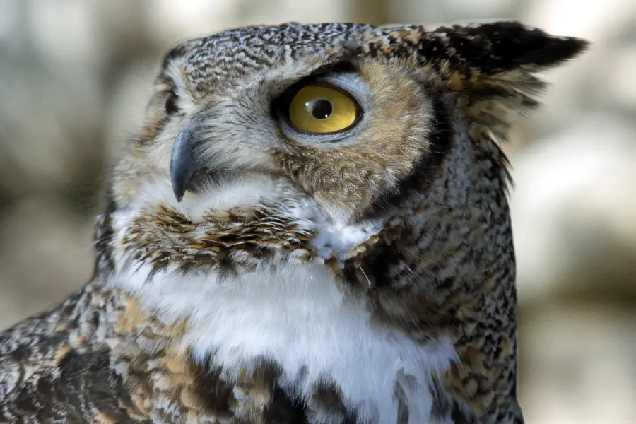 Owl Photo in Wildlife Documentary